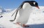 Google aktualizuje Penguina