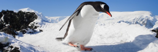 Google aktualizuje Penguina