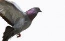 Jak działa Google Pigeon? Wyjaśnia Jacek Jurczyński z SEO Venture