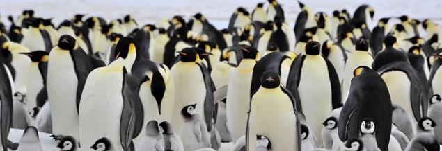 Google Penguin został włączony do jądra algorytmu wyszukiwania. Co z tego wynika?