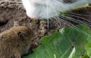 Giełdy crypto bawią się z rządem w kotka i myszkę: „przeskakują” z domeny na domenę